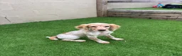 Cocker Spaniel dogs for sale: Cocker spaniel 14 weeks old in Porth - Advert 3