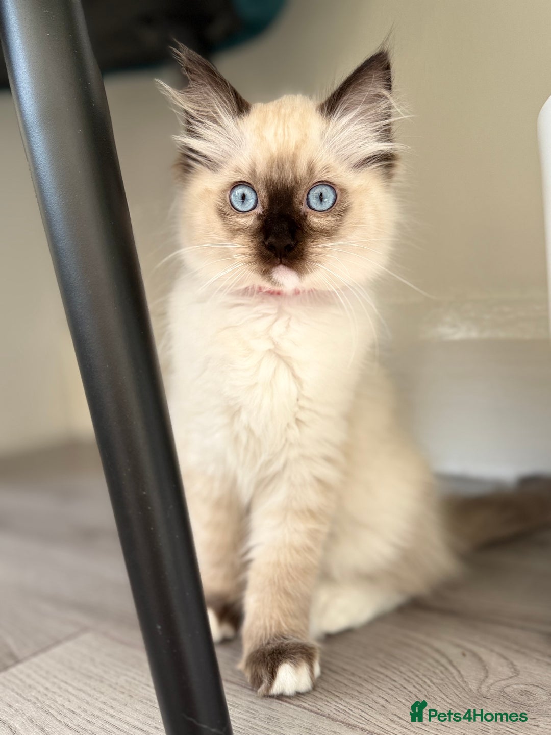 Ragdoll cats for sale: Beautiful Ragdol babies ready to leave  - Image 37