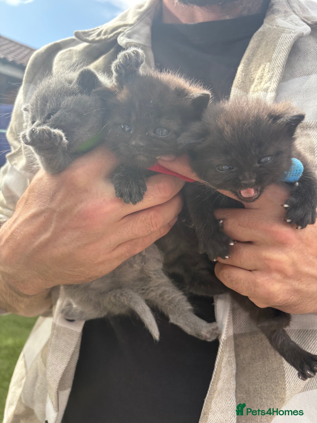 British Shorthair cats for sale: British Shorthair chocolate/grey colours  - Image 7