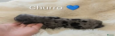 Summerdaxies Churro