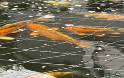 Koi Carp fish for sale: Koi Carp - Image 6