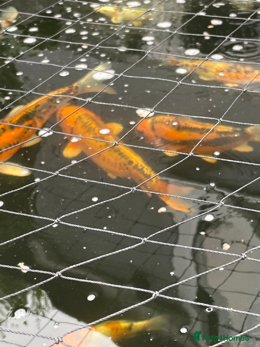 Koi Carp fish for sale: Koi Carp - Image 6