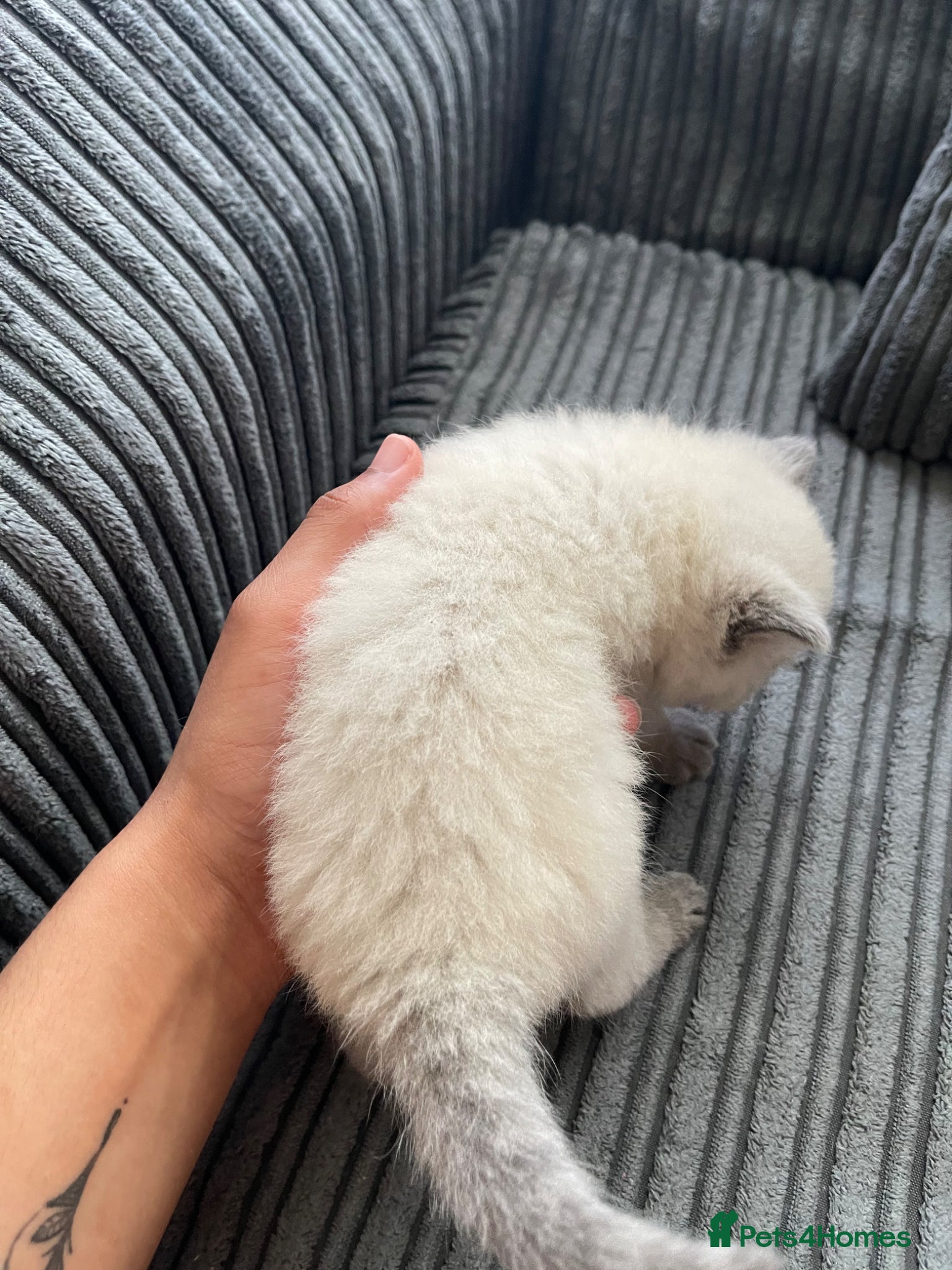 British Shorthair cats GCCF BSH Blue Colourpoint Kittens  - Advert 2
