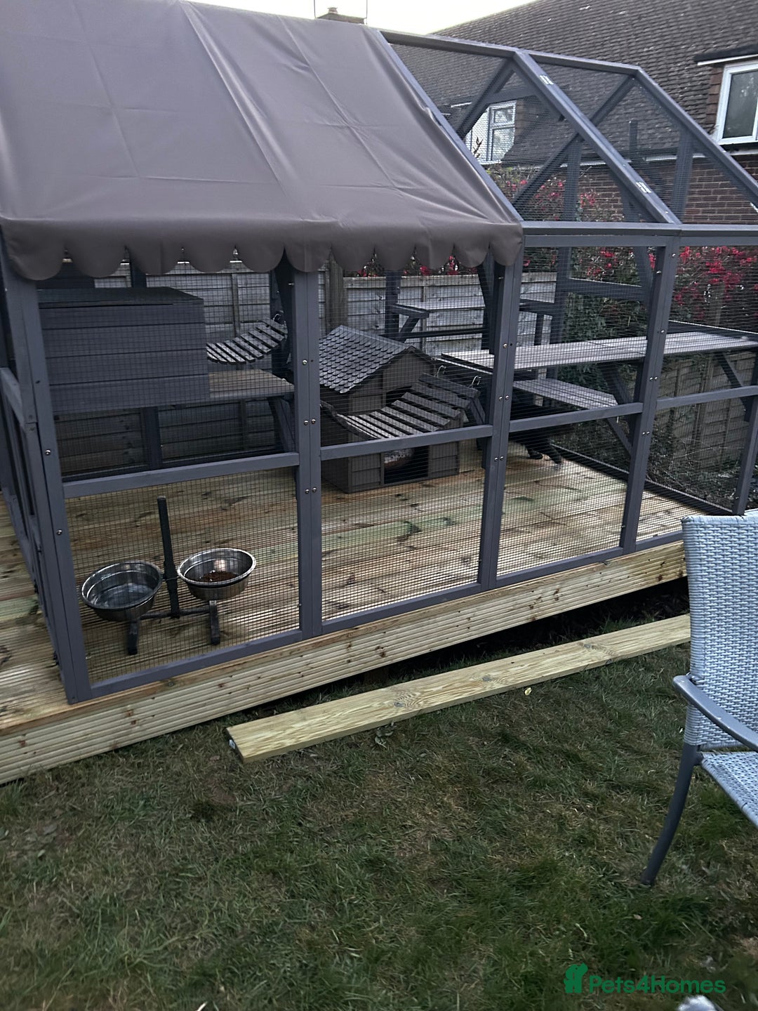 Maine Coon cats for stud: Tica Male Mainecoon stud  in Robertsbridge - Advert 4