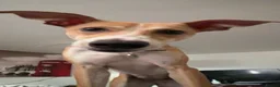 Lurcher dogs for sale: Female Lurcher - Advert 5