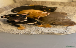 English Bulldog dogs for sale: Pedigree English bulldogs top-lines (7 weeks old)  - Image 29