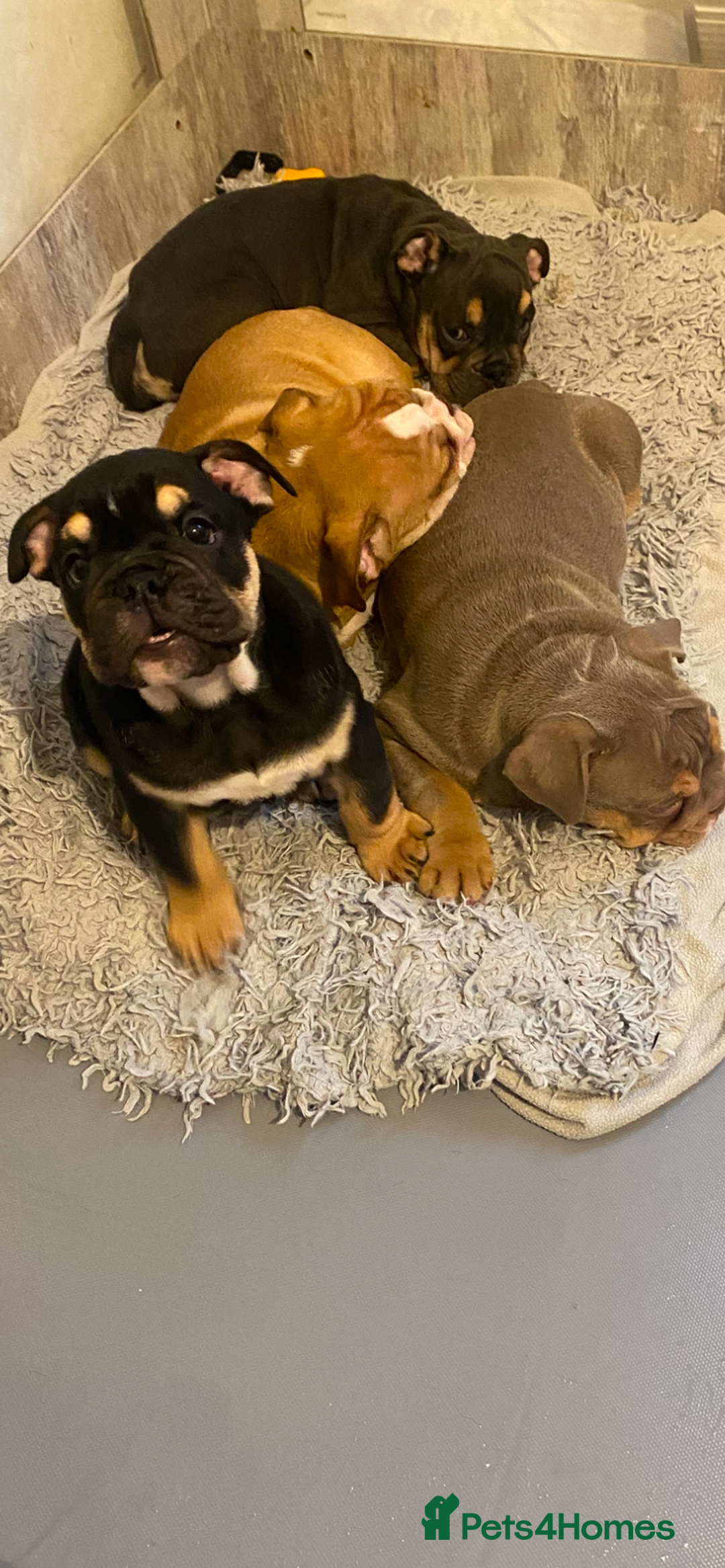 English Bulldog dogs for sale: Pedigree English bulldogs top-lines (7 weeks old)  - Image 29