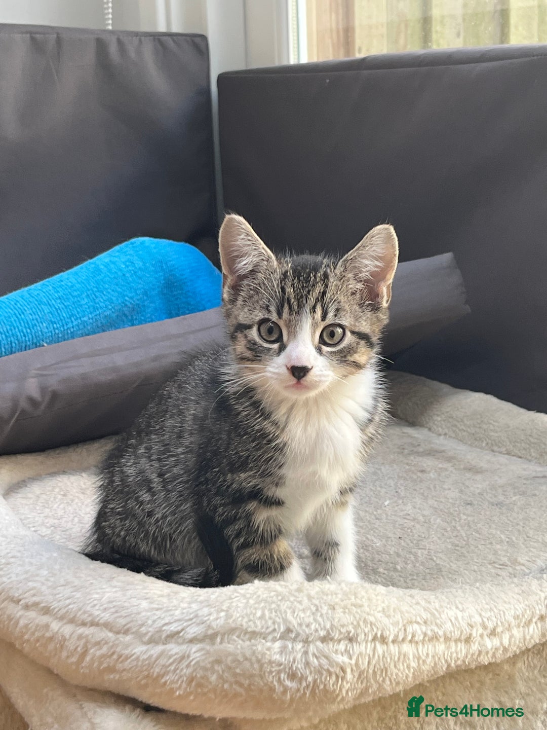 Mixed Breed cats for sale: Cuties looking for loving families - Image 2