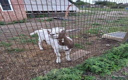 Goats livestock for sale: Ggoats for sale - Image 4