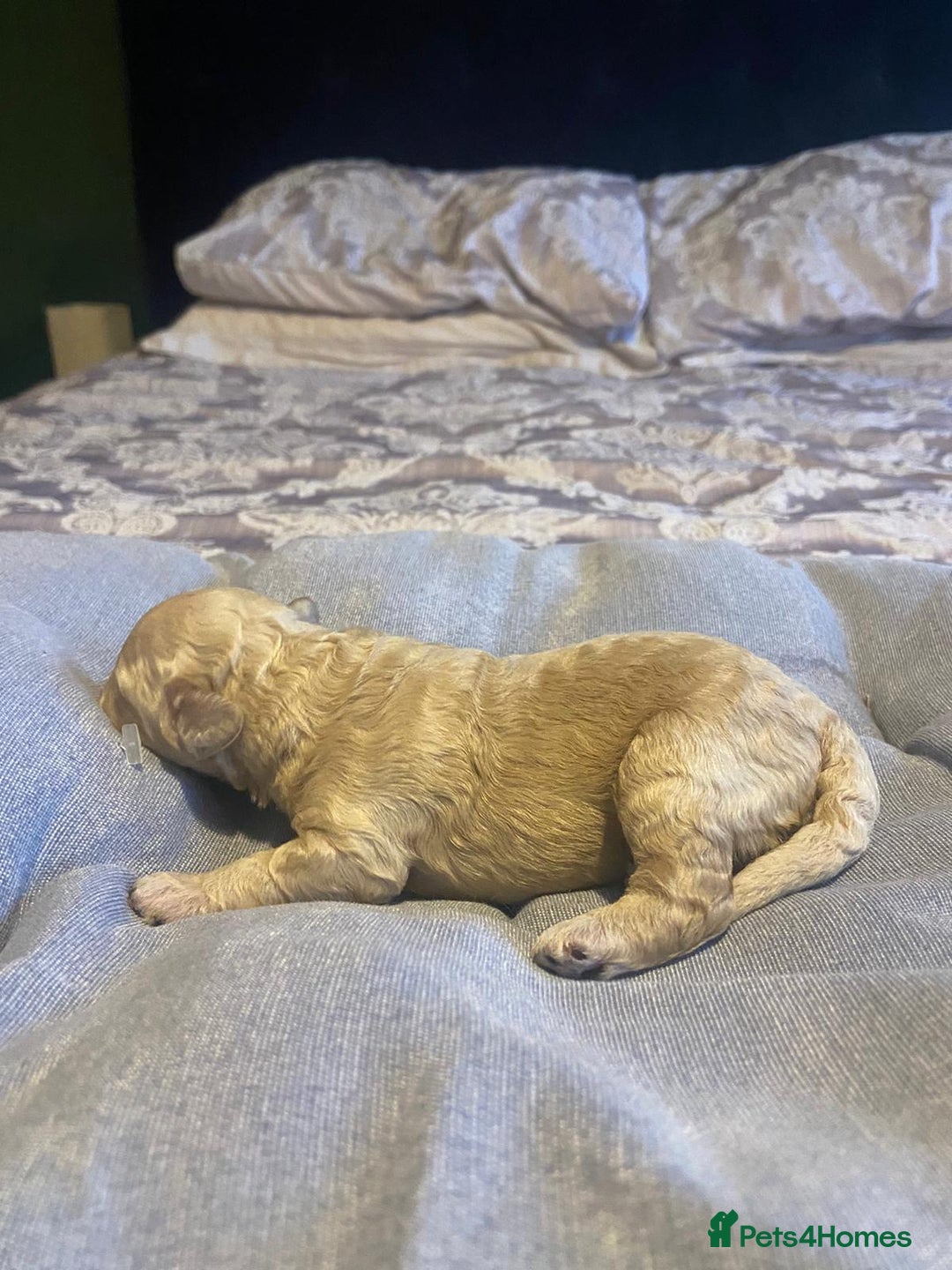 Cockapoo dogs for sale: Beautiful puppies in time for  ** ! 🐶 🥰  **   - Image 9