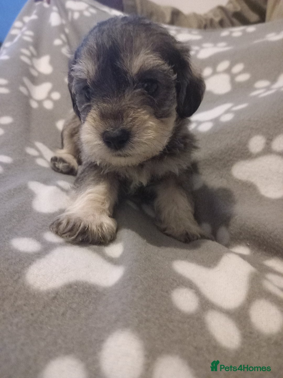 Mixed Breed dogs for sale: TOY SHNOODLES READY 21 DEC - Advert 6