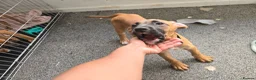 Mixed Breed dogs for sale: Ridgeback/American terrier/ english bulldog mix  in Coventry - Advert 36