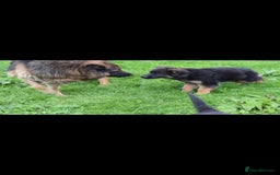 German Shepherd dogs for sale: German Shepherd pups  - Image 4
