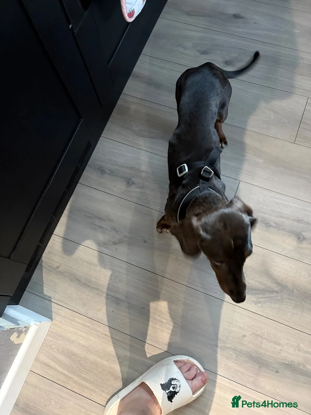 Mixed Breed dogs for sale: Dachshund cross spaniel  - Advert 6