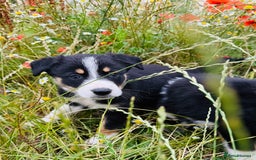 Border Collie dogs for sale: Gorgeous Tri colour border collie puppies  - Image 4