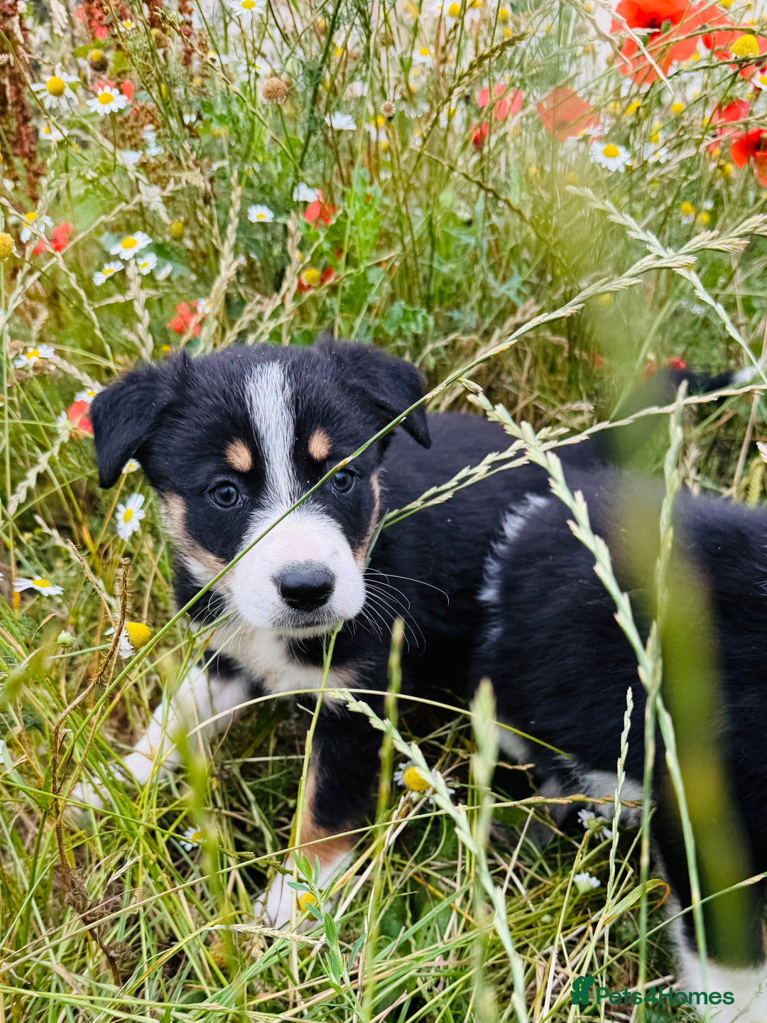 Border Collie dogs for sale: Gorgeous Tri colour border collie puppies  - Image 4