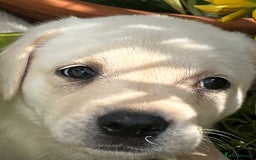 Labrador Retriever dogs for sale: Affectionate and adorable Labrador Puppies - Image 20