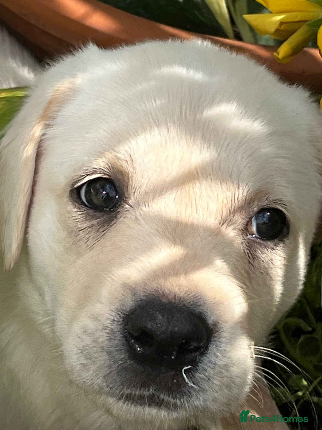 Labrador Retriever dogs for sale: Affectionate and adorable Labrador Puppies - Image 20