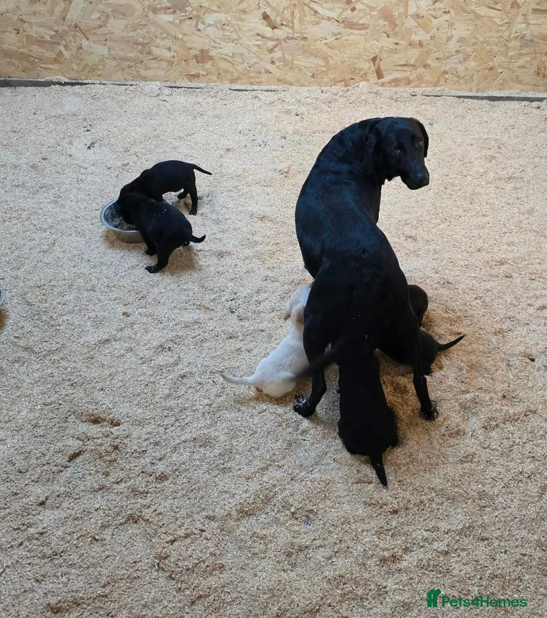 Labrador Retriever dogs for sale: Gorgeous litter of labrador puppies  - Advert 2