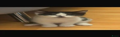Mixed Breed 3