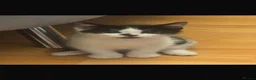 Mixed Breed cats for sale: Kittens for sale - Advert 2