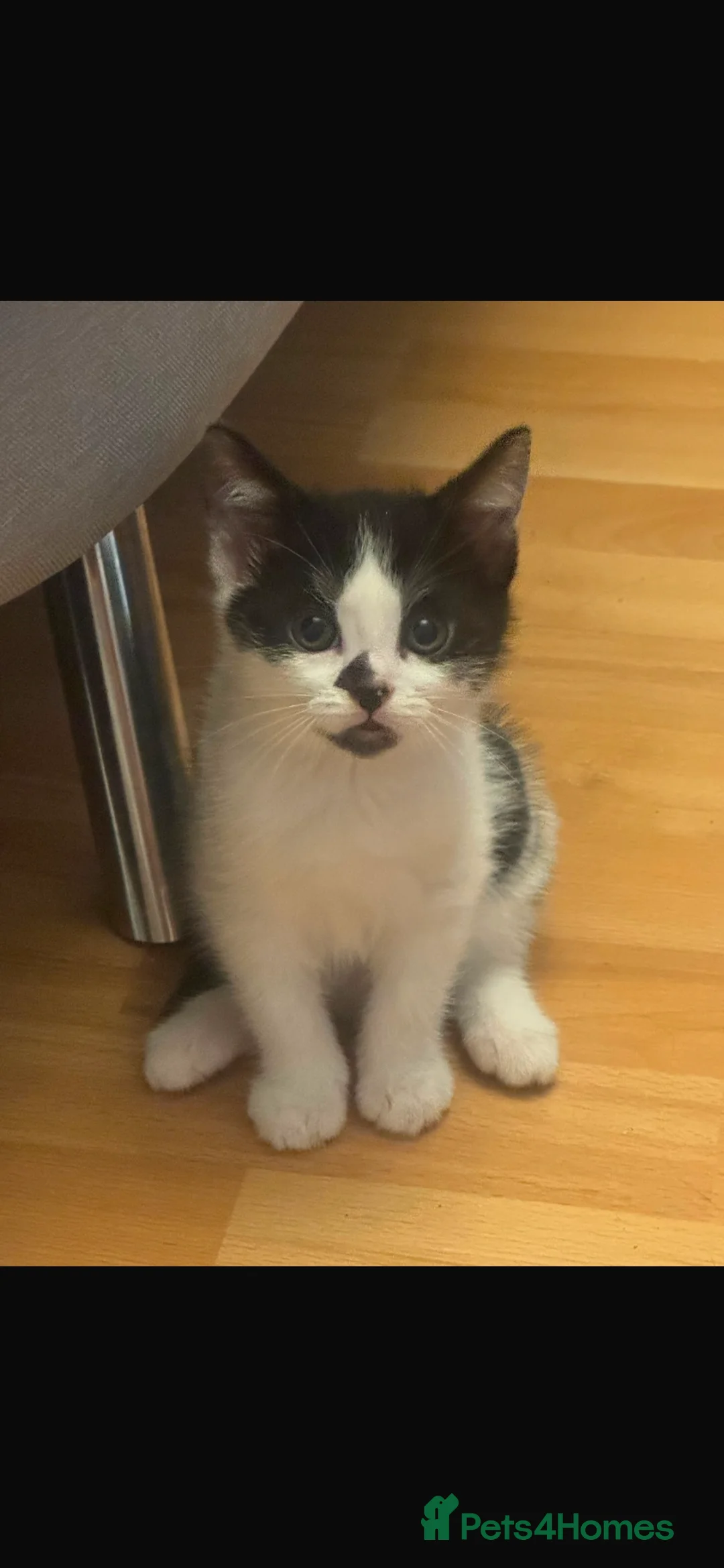 Mixed Breed cats for sale: Kittens for sale - Advert 2