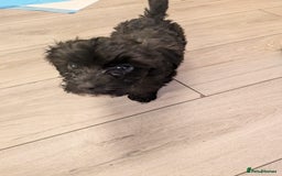 Mixed Breed dogs for sale: Cockapoo x cairn terrier - Image 6