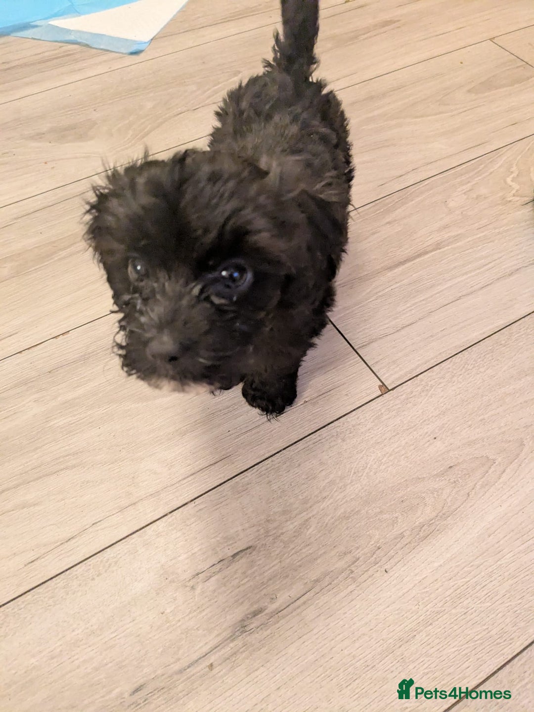 Mixed Breed dogs for sale: Cockapoo x cairn terrier - Image 6