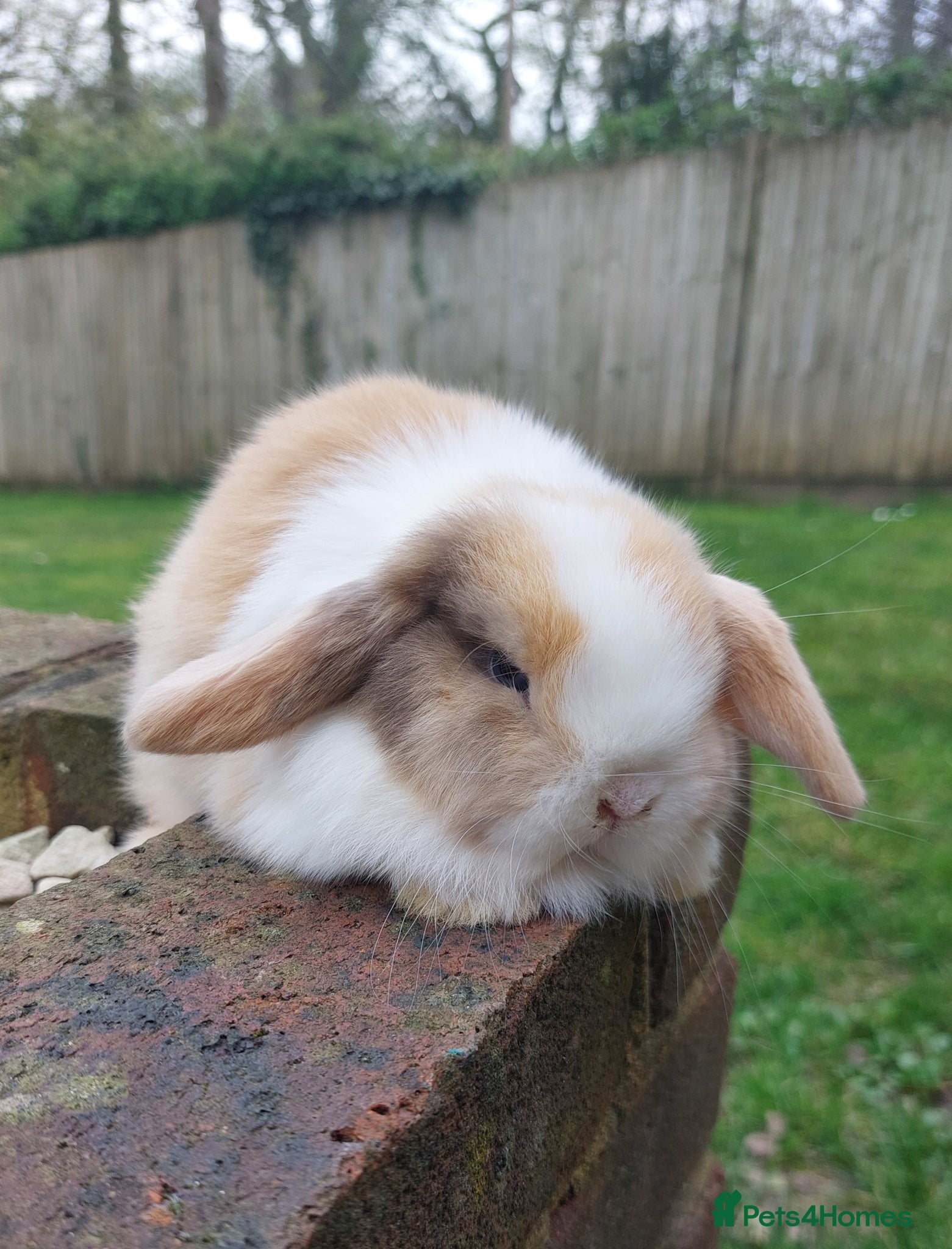 Mini Lop rabbits Baby mini lop rabbits *LAST ONE* - Advert 1