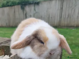 Mini Lop rabbits Baby mini lop rabbits *LAST ONE* - Advert 13