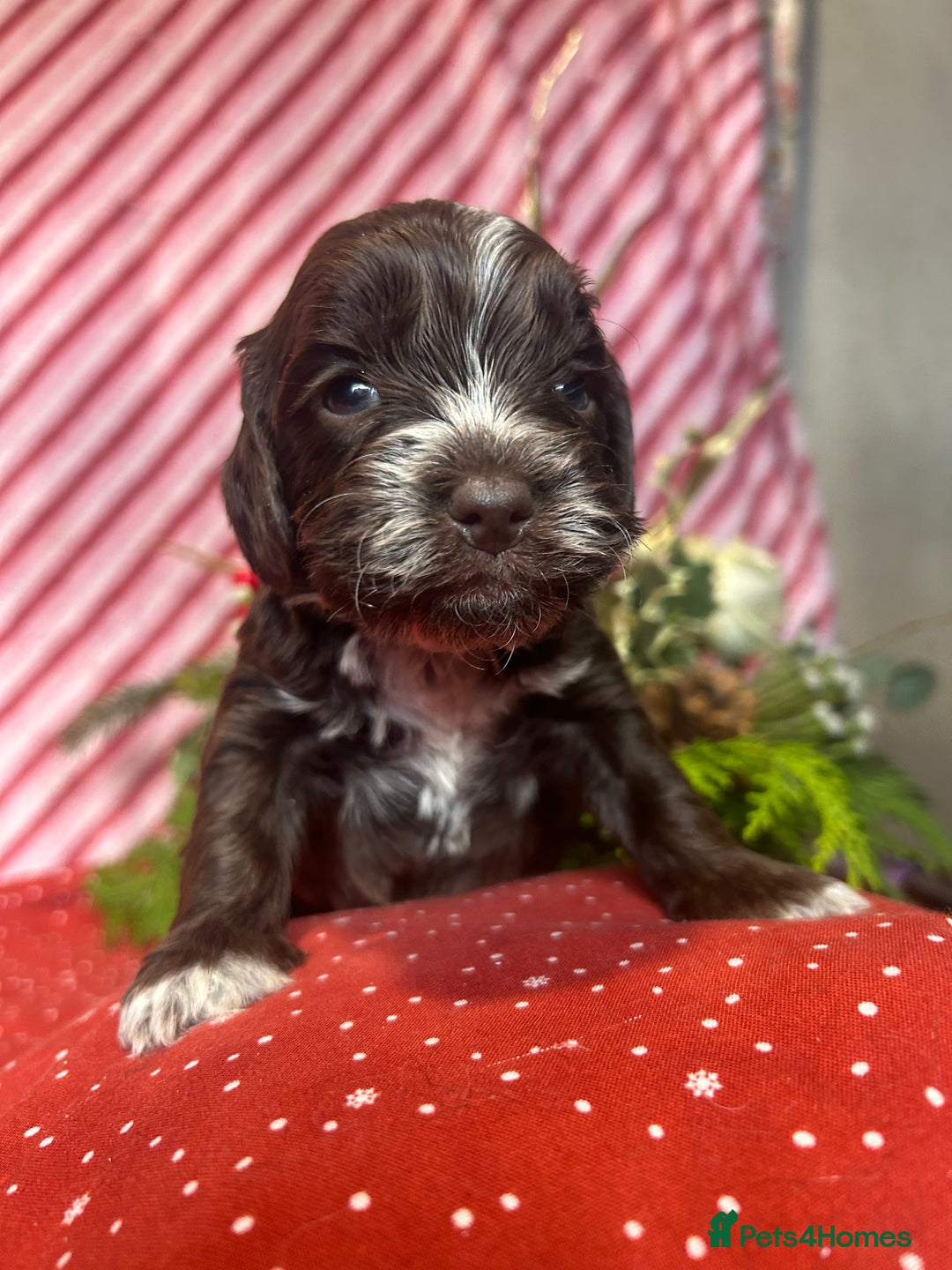 Cockapoo dogs for sale: Cute F1 cockapoo puppies  - Advert 18