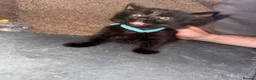 Mixed Breed cats for sale: 4 gorgeous mixed kittens available  - Advert 7