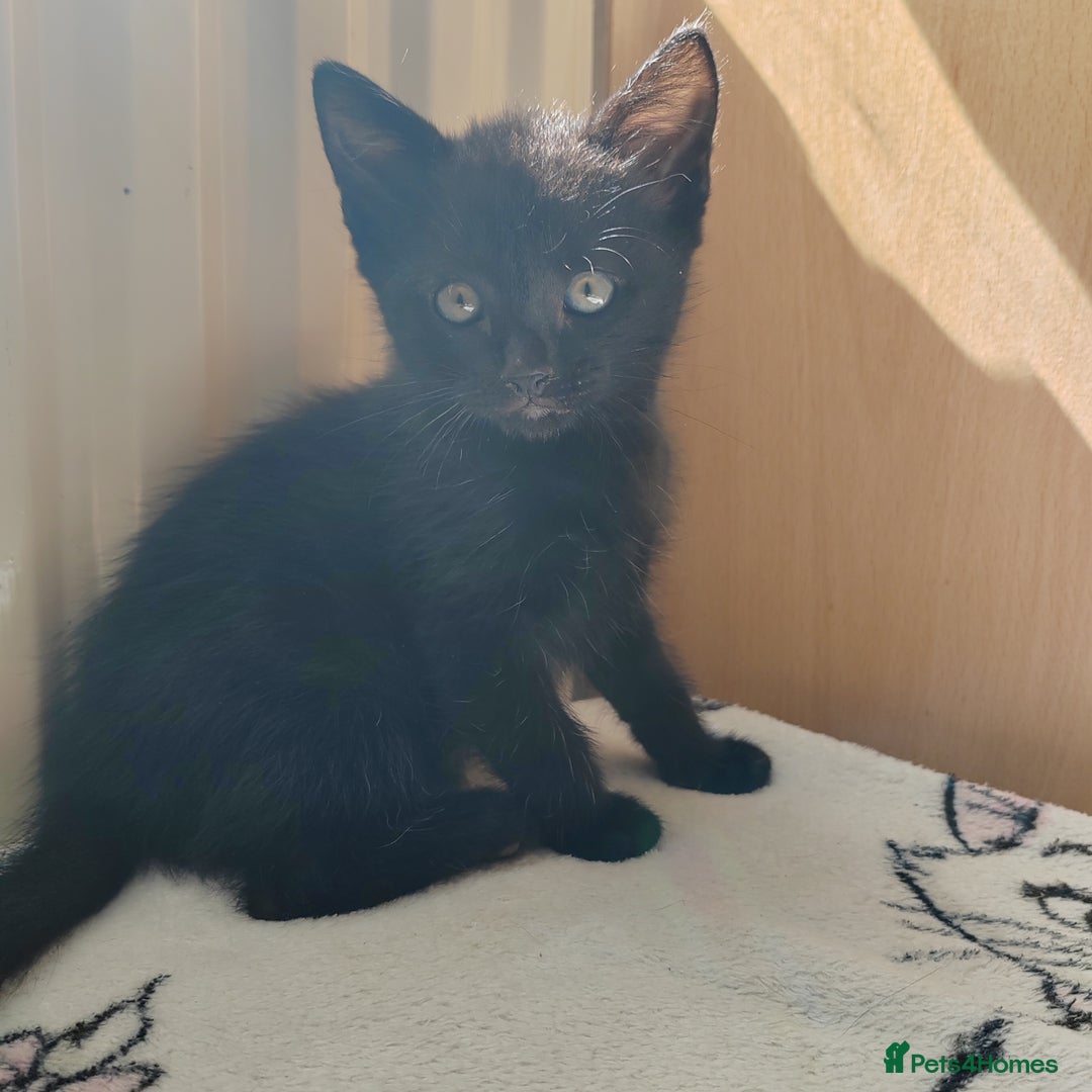 Mixed Breed cats for sale: One black boy ready to go - Image 12