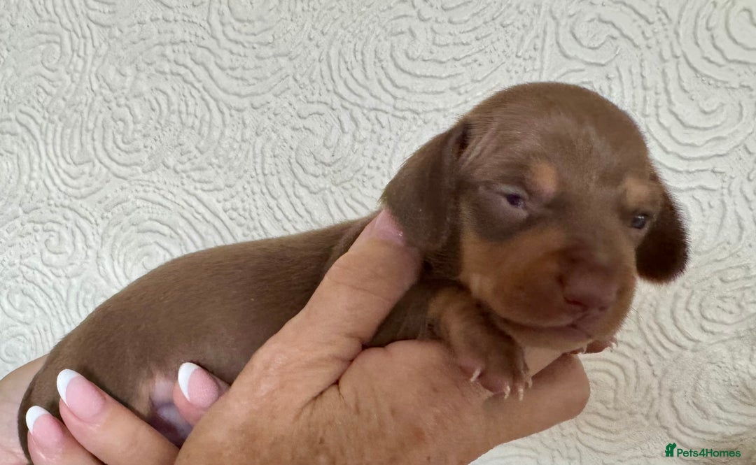 Miniature Dachshund dogs for sale: Miniature dachshunds  - Image 22
