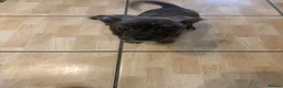 Mixed Breed dogs for sale: Rare Boston Terrier x Cockapoo Puppies in Batley - Advert 3