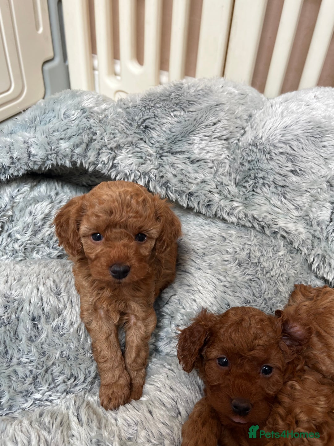 Cavapoo dogs for sale: 5⭐️⭐️⭐️⭐️⭐️F1b Curly Teddy Cavapoo’s DNA/heart  - Image 21