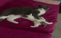 British Shorthair cats for sale: GCCF British shorthair - Image 2