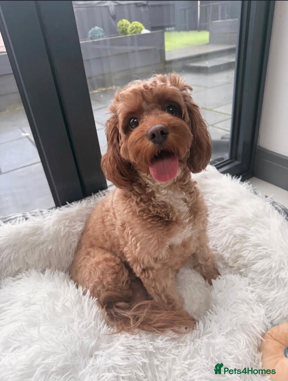 Cavapoo dogs Beautiful Litter of 5 F1b Toy Cavapoo's  - Advert 4