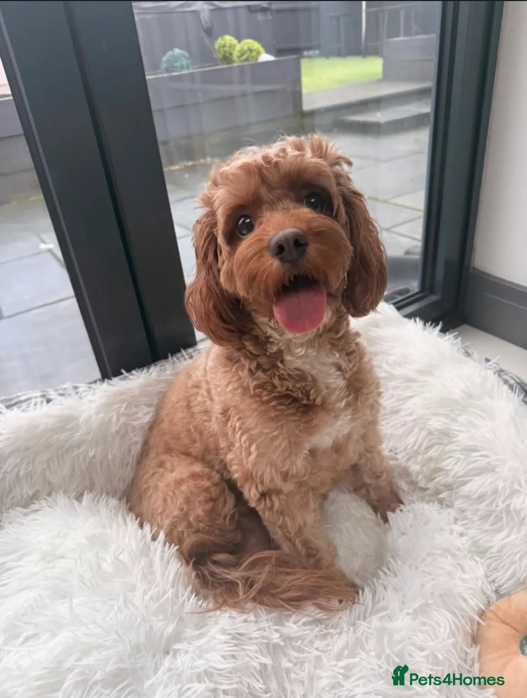 Cavapoo dogs for sale: Beautiful Litter of 5 F1b Toy Cavapoo's  - Advert 1