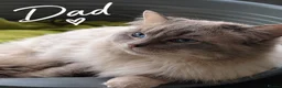 Ragdoll cats for sale: Ragdoll Kittens Looking for Their Forever Homes in Maidenhead - Advert 7