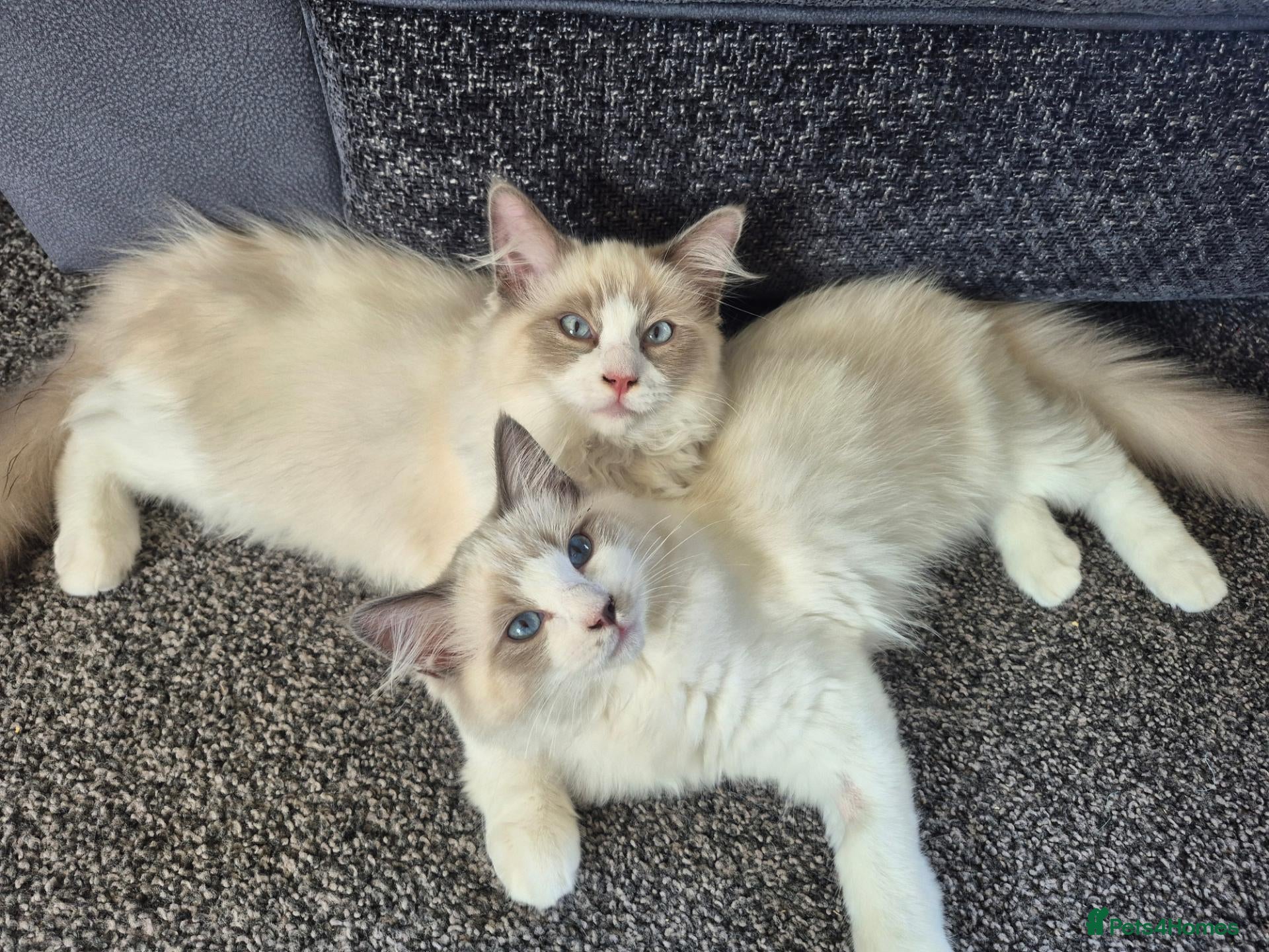 Ragdoll cats Two cuddly GCCF Ragdoll boys available 🩵 - Advert 2