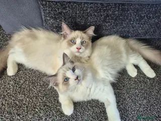 Ragdoll cats Two cuddly GCCF Ragdoll boys available 🩵 - Advert 2