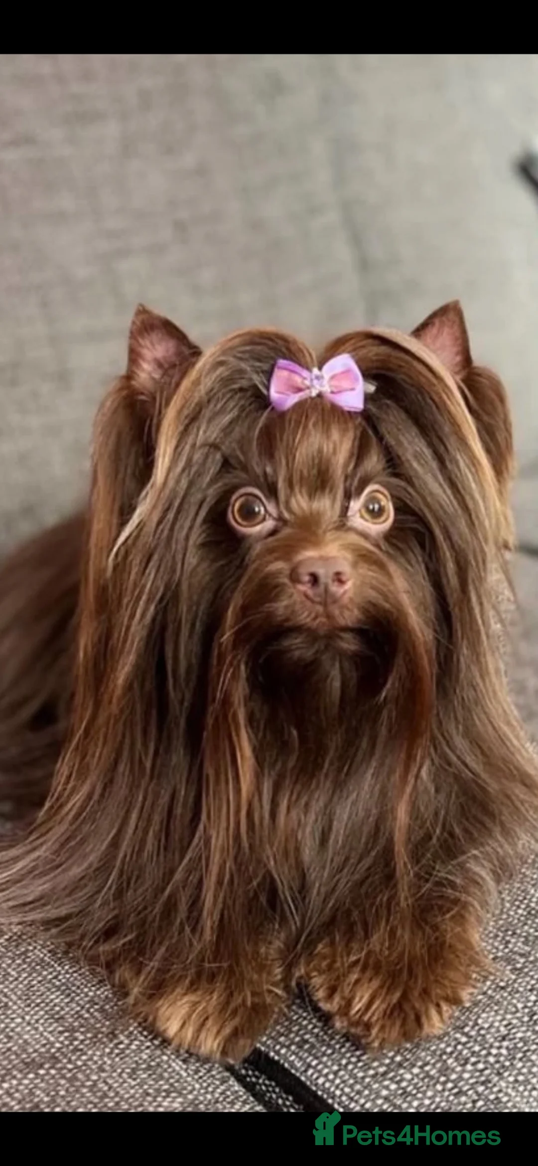 Yorkshire Terrier dogs for sale: Beautiful Choco & Choco Merle Puppies🤎🐾🎀 in Dunstable - Advert 40