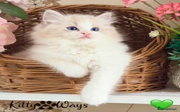 Ragdoll cats for sale: 🐾🩷*TICA REG* LYNX TABBY EU RAGDOLL KITTENS🩵🐾 - Image 2