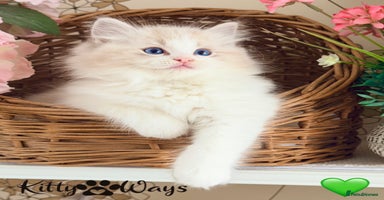 Ragdoll cats - Advert 2