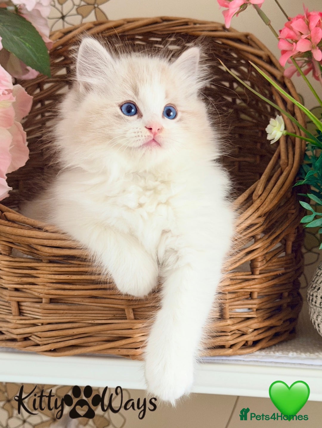 Ragdoll cats for sale: 🐾🩷*TICA REG* LYNX TABBY EU RAGDOLL KITTENS🩵🐾 - Image 2