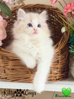 Ragdoll cats - Advert 8