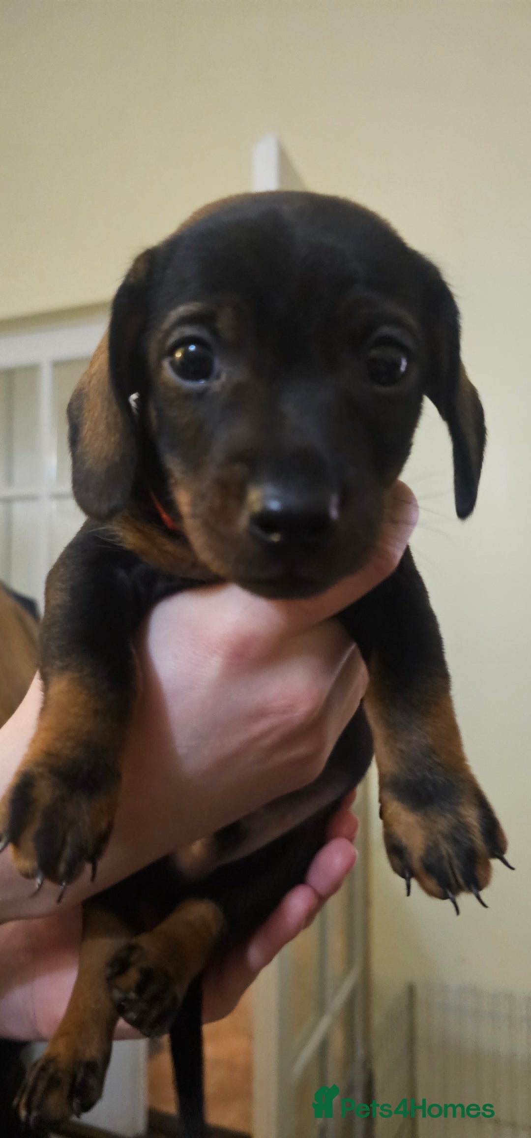 Miniature Dachshund dogs for sale: Miniature Daschund Puppies 6 Boys ONLY 2 LEFT 🩵💙 - Advert 14