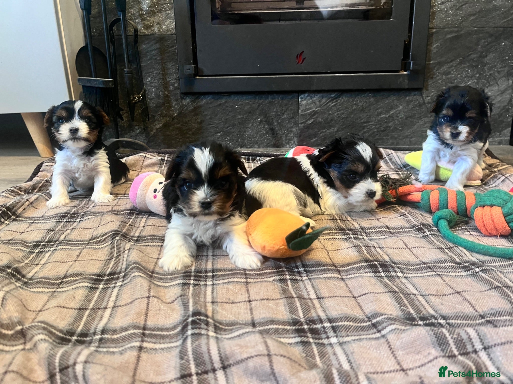 Biewer Terrier dogs 4 Pure Biewer Terrier for sale  - Advert 1