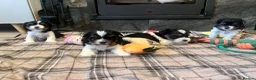 Biewer Terrier dogs for sale: 4 Pure Biewer Terrier for sale  - Advert 1